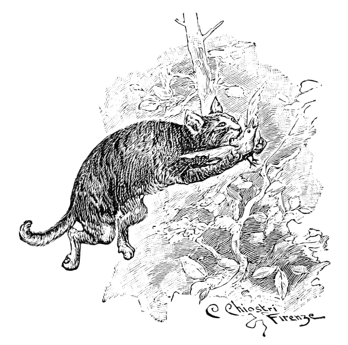 Il Gatto, spiccato un balzo tra i rami frondosi di un albero, ha addentato il Merlo e lo stringe con le zampe anteriori.